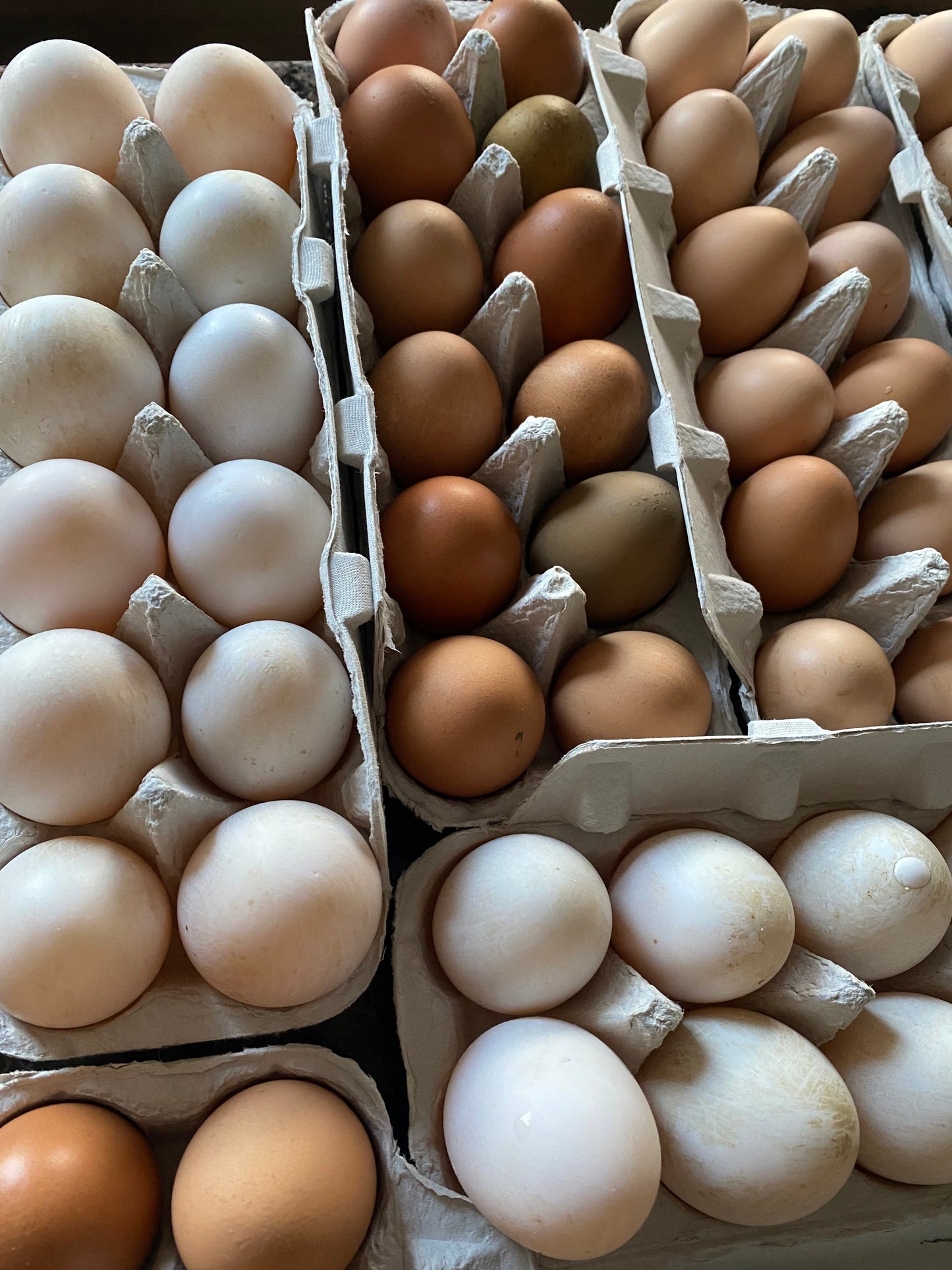 Pasture Raised Eggs - Duck & Chicken image 8