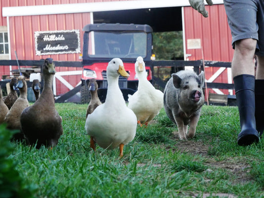 Pasture Raised Eggs - Duck & Chicken image 3