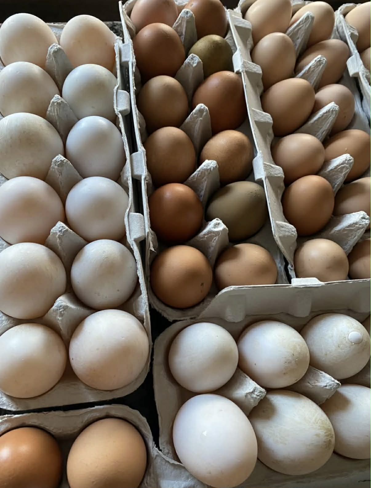 Chicken & Duck Eggs