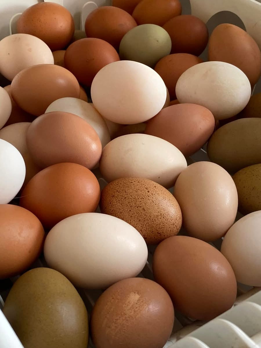 Pasture Raised Eggs - Duck & Chicken image 9