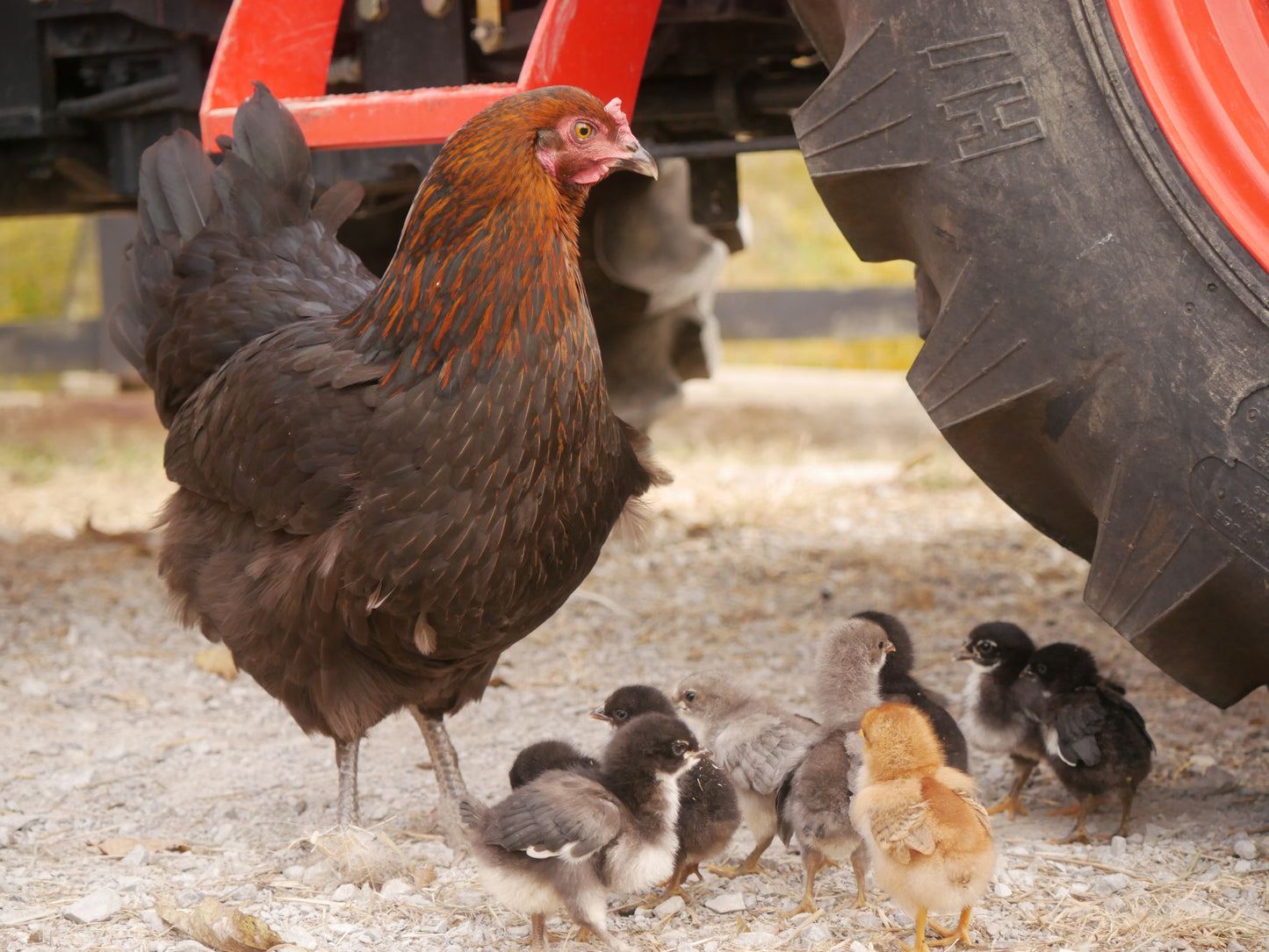 Pasture Raised Eggs - Duck & Chicken image 5